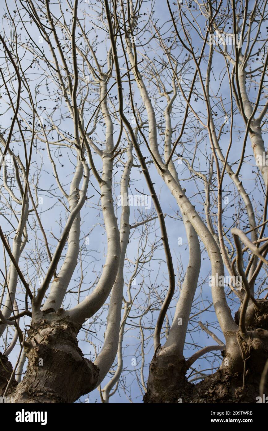 Tree branches reaching for the blue sky during the spring in the UK Stock Photo