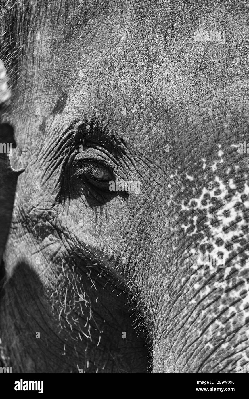elephant close up tele shot Stock Photo