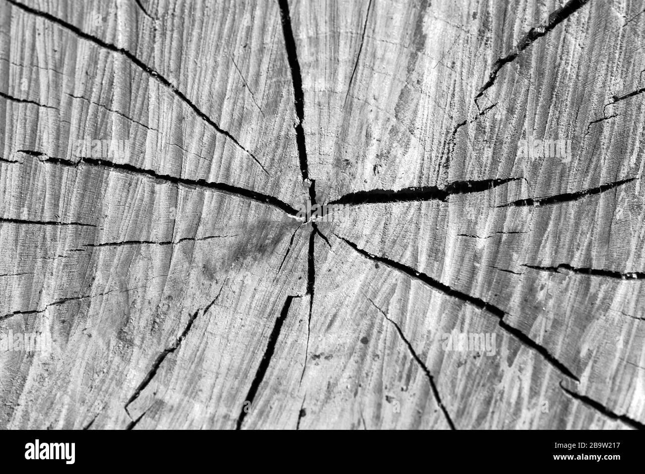 Circular wooden pattern with cracks on a log section, black and white background texture Stock Photo