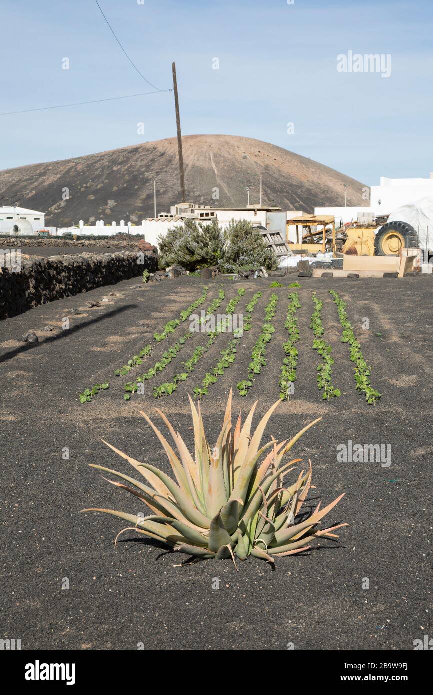 An aloe and lines of young sewn beans growing in picon lava soil at Uga, Lanzarote, Canary Islands, Spain Stock Photo