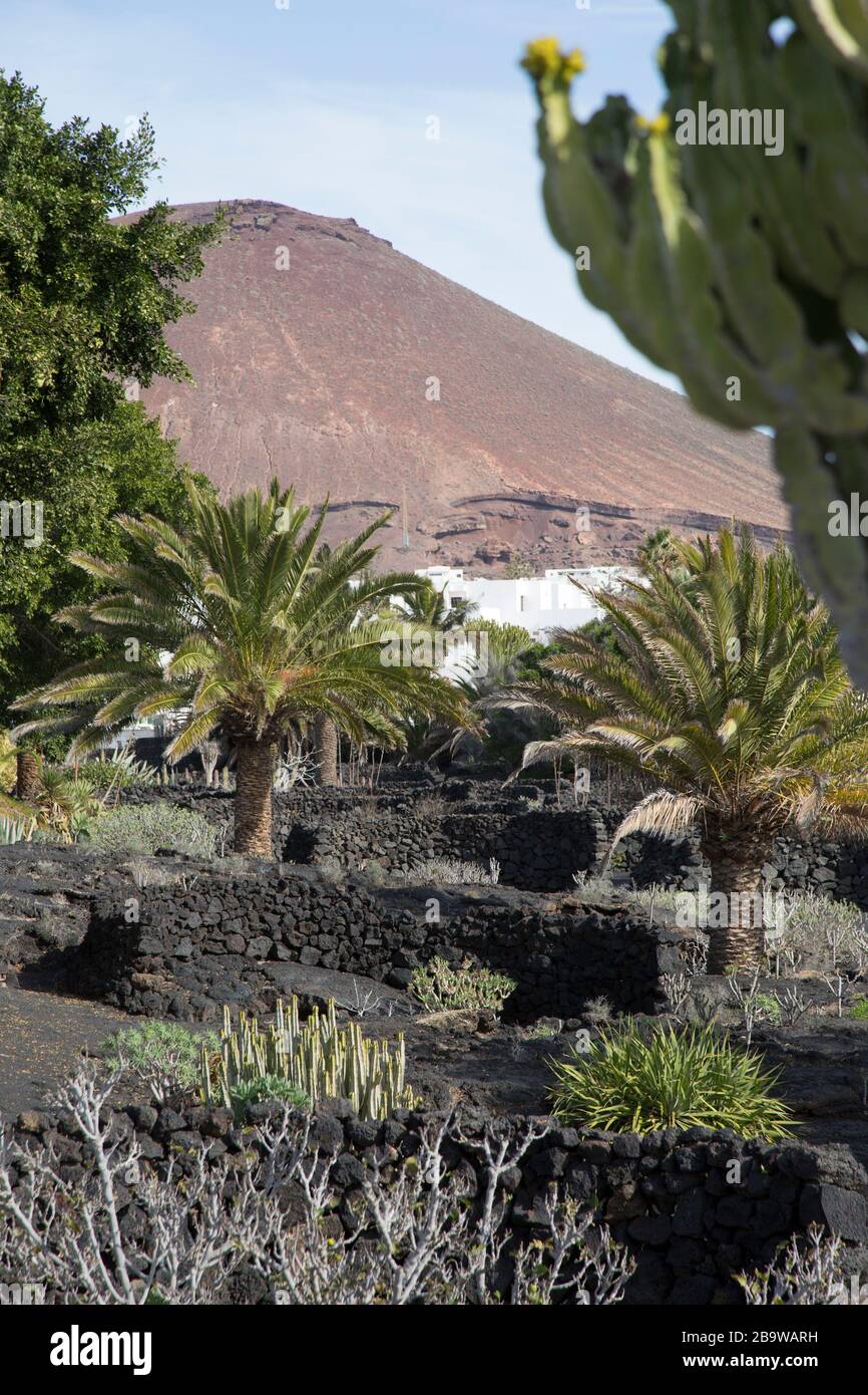 Gardens with lava stone walls at the Fondacion Cesar Manrique, Tahiche, Lanzarote, Canary Islands, Spain Stock Photo