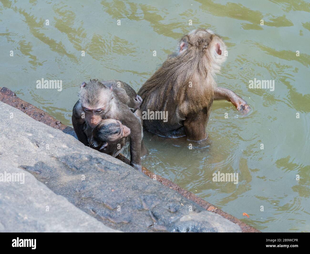 Indian Macaque (Macaca leonina). A group of macaques and their cubs are ...