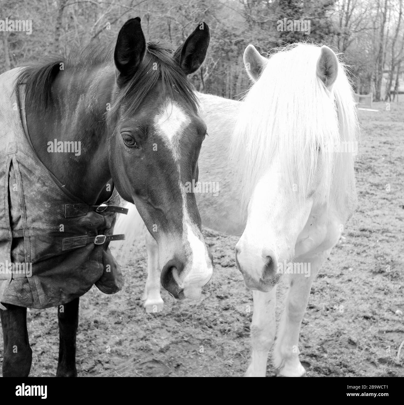 Greyscale closeup of black and white horses in a field with a blurry