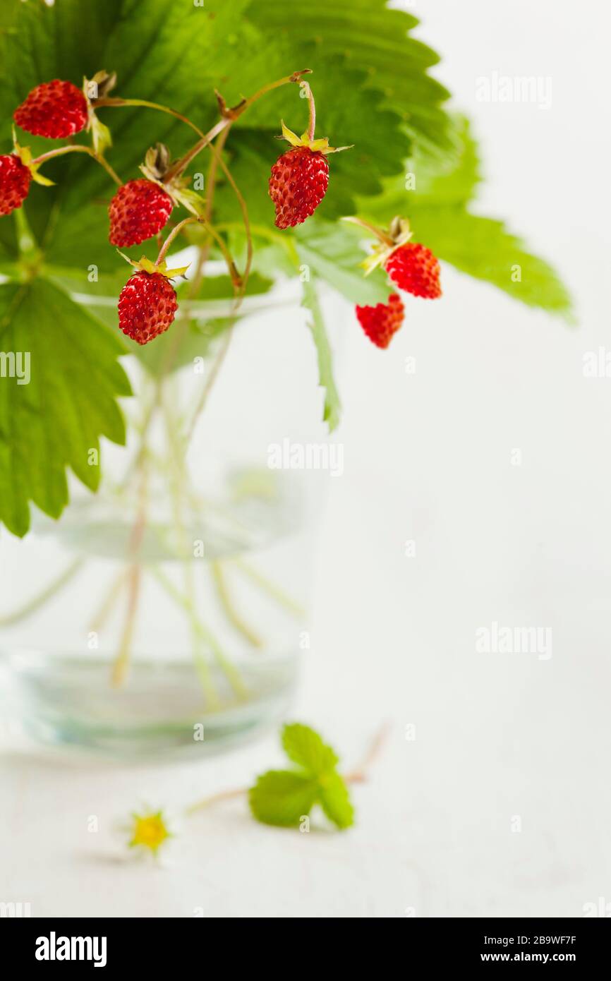 Wild strawberry hi-res stock photography and images - Alamy