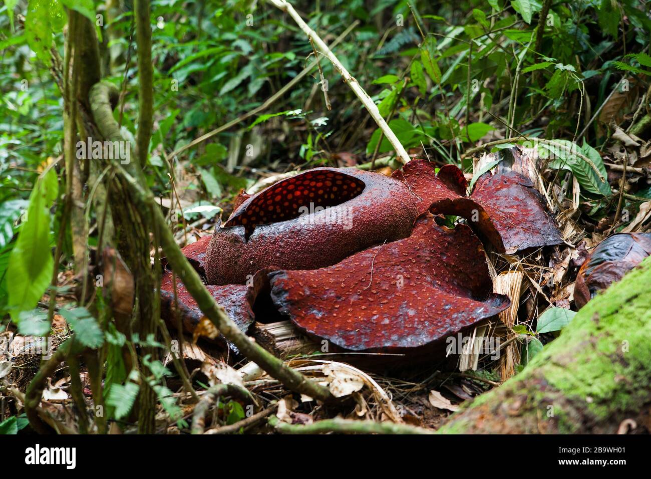 Rafflesia, the biggest flower in the world, Malaysia Stock Photo