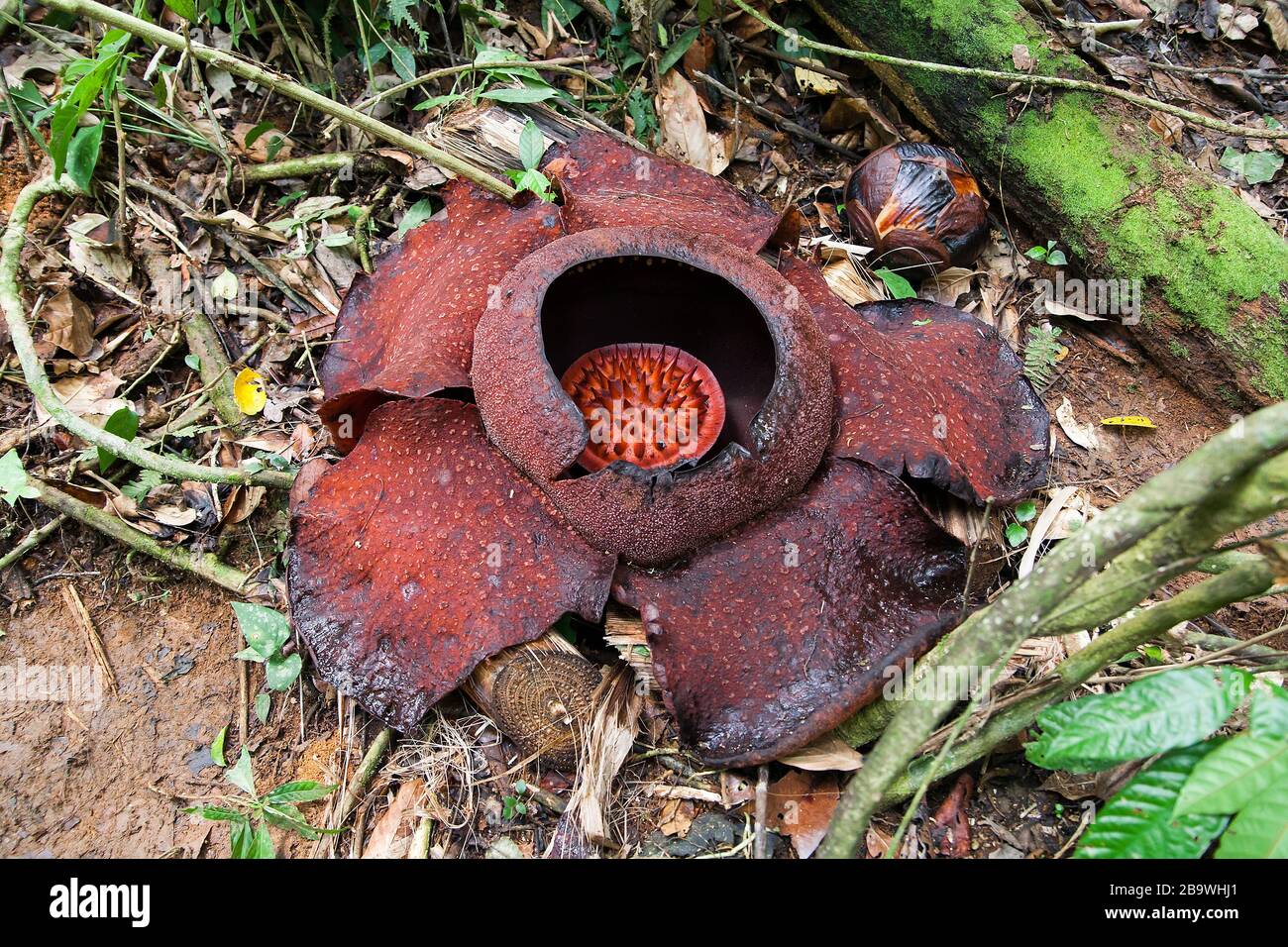 Rafflesia, the biggest flower in the world, Malaysia Stock Photo