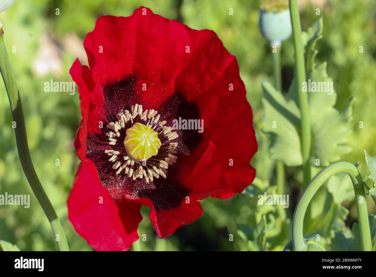 A single red Poppy at the San Angelo,International Water Lily Garden, San Angelo, Texas, USA Stock Photo
