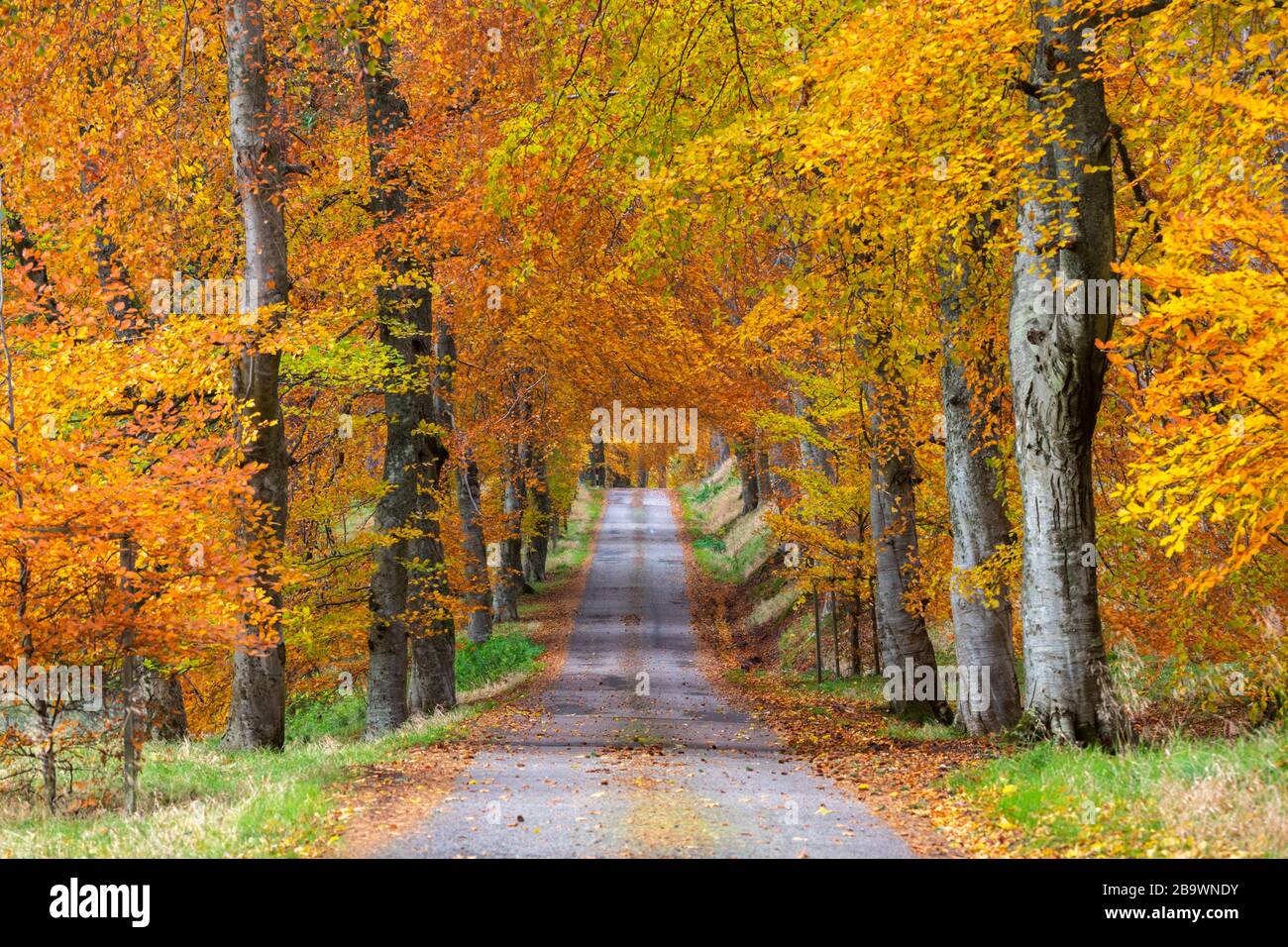 Autumnal tree avenue at Invercauld Estate near Braemar in the Cairngorms National Park. Stock Photo