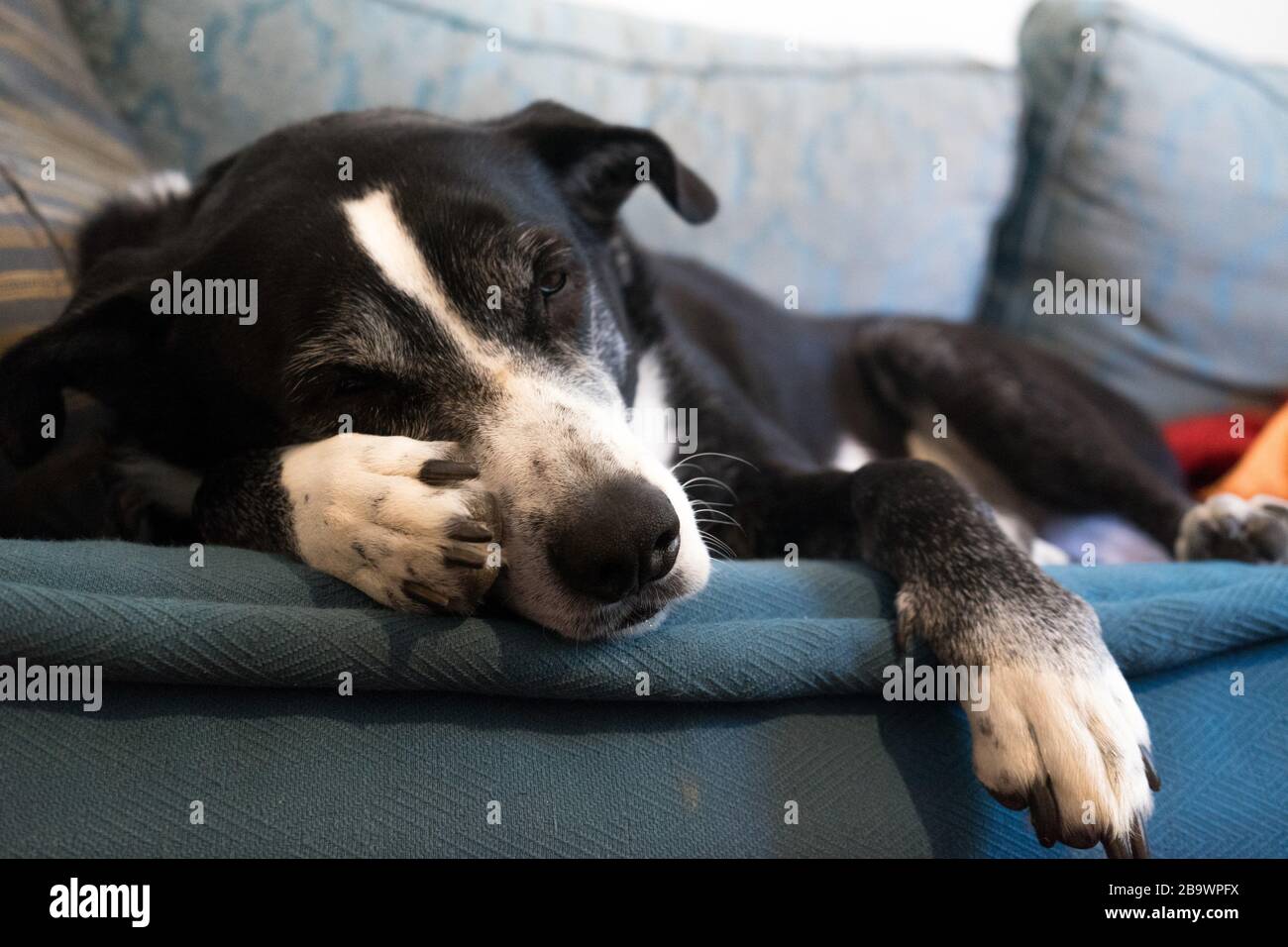 Cute black and white dog sleeping on a blue couch Stock Photo - Alamy
