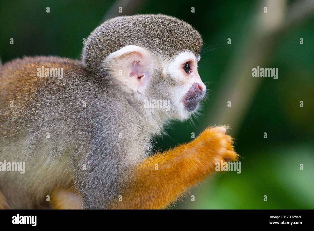 Simiri. Squirrel monkey at Singapore Zoo Stock Photo