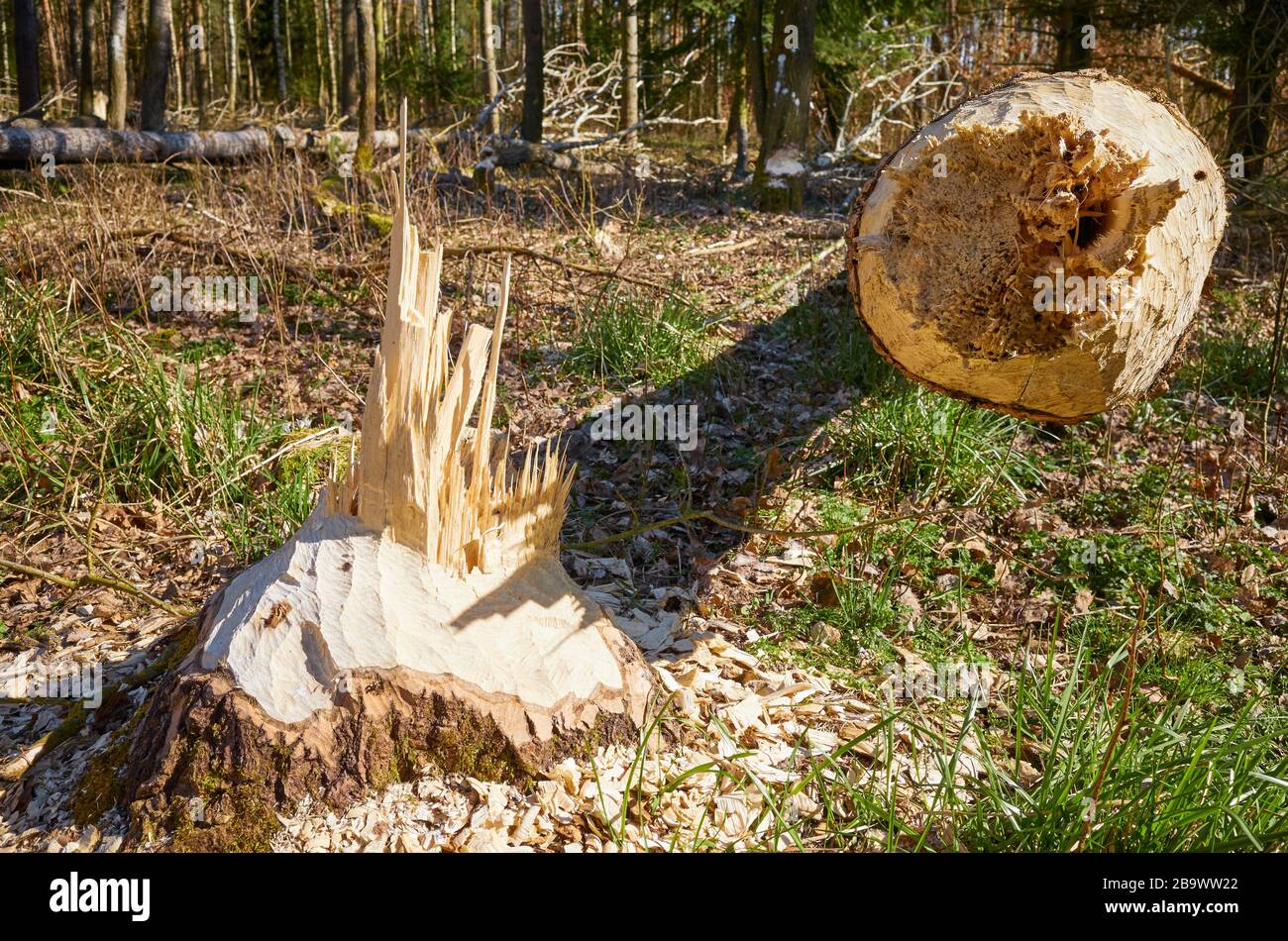 Close up picture of a tree cut down by a beaver with with teeth marks visible, selective focus. Stock Photo