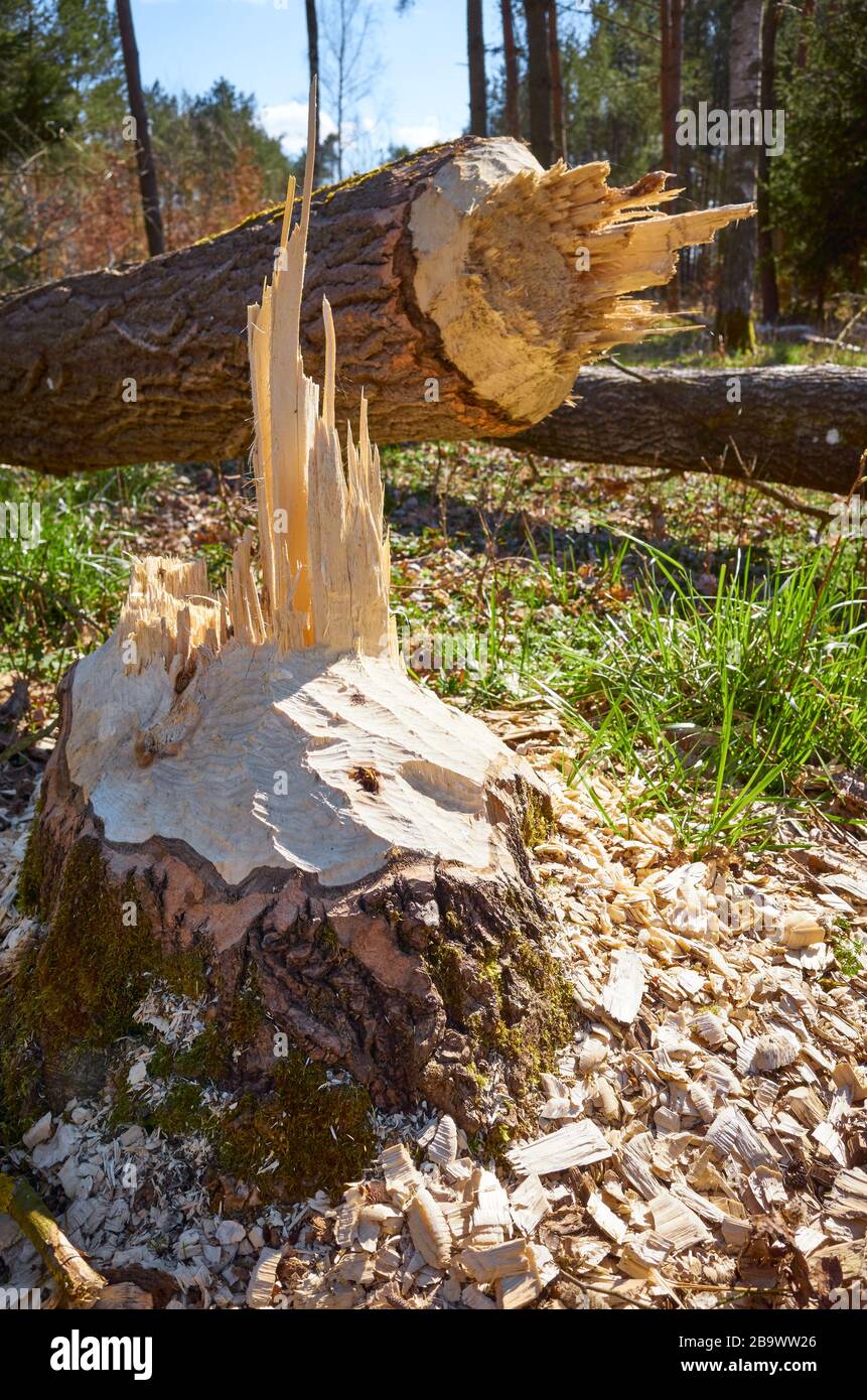 Close up picture of a tree cut down by a beaver with with teeth marks visible, selective focus. Stock Photo