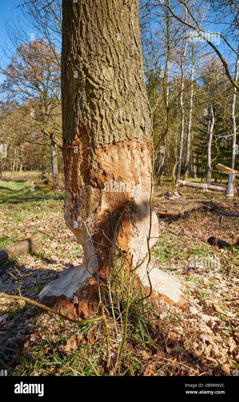 Picture of a beaver gnawed tree. Stock Photo