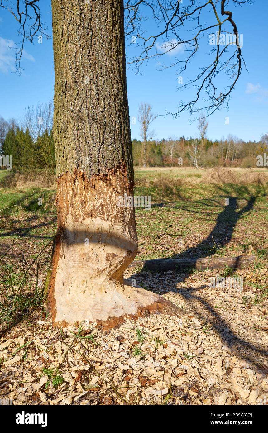 Picture of a beaver gnawed tree. Stock Photo