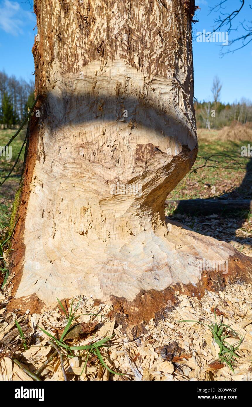 Close up picture of a beaver gnawed tree, selective focus. Stock Photo