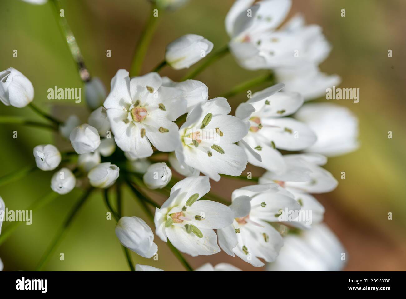 Images Beautiful White Pink Rose Flower Stock Photos Beautiful White actualisé