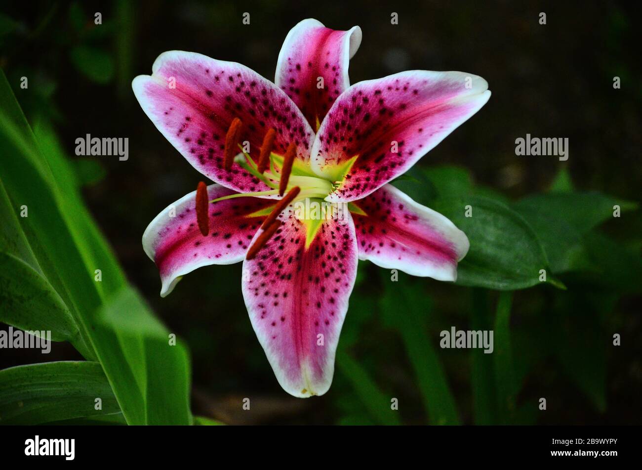 Lily in full bloom hires stock photography and images Alamy