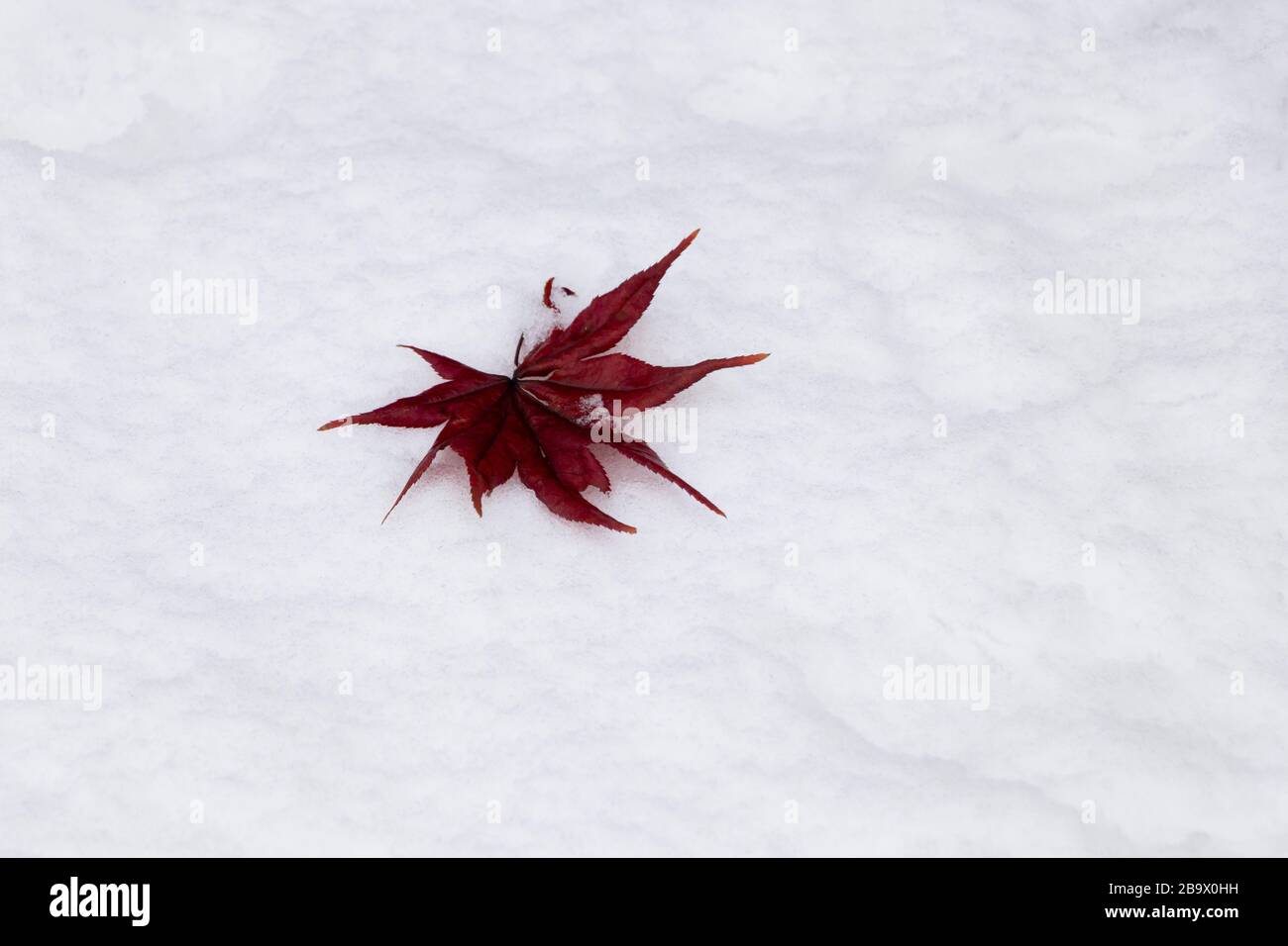 maple leaves lying on white snow Stock Photo