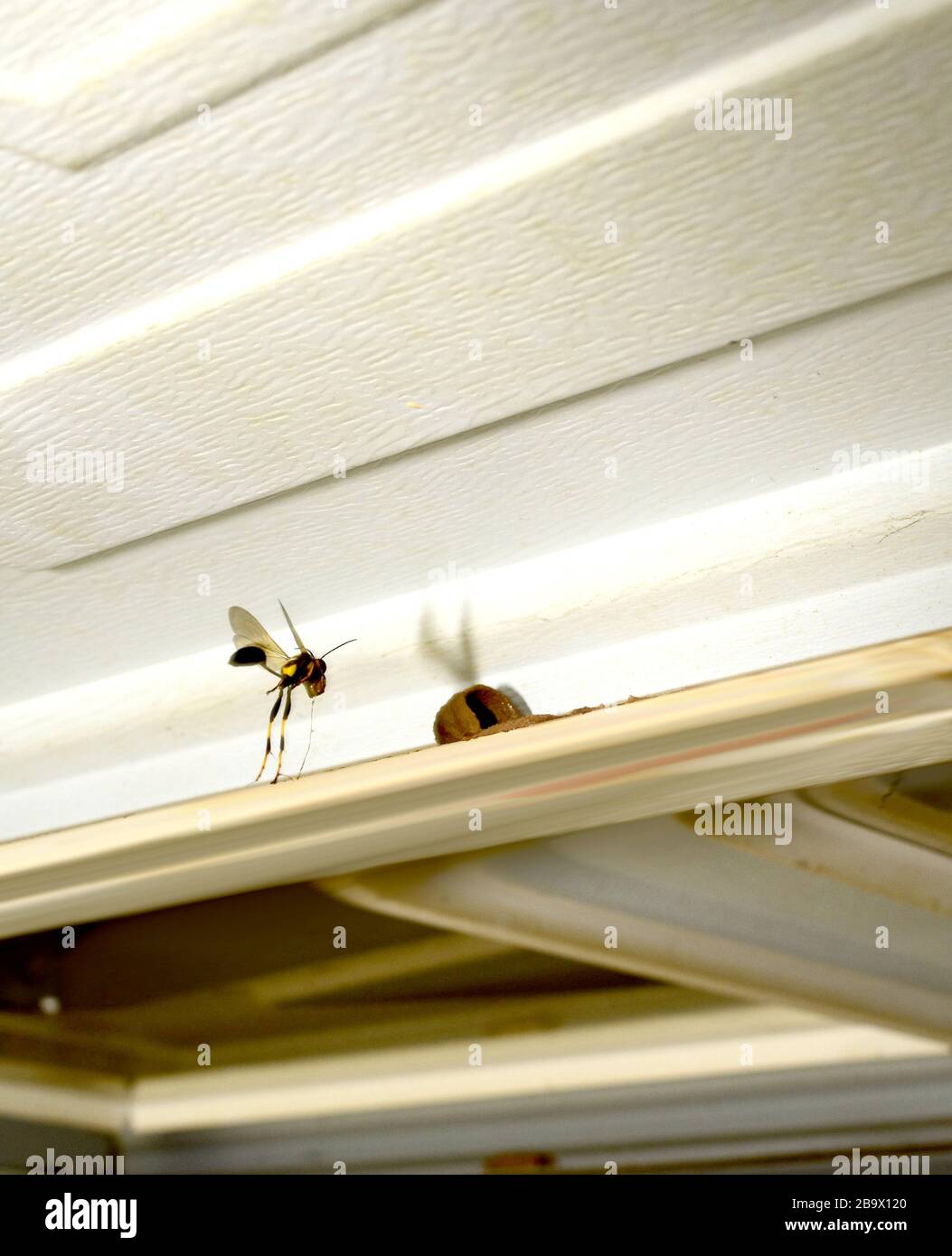 Mud dauber building its nest in garage door nook Stock Photo Alamy
