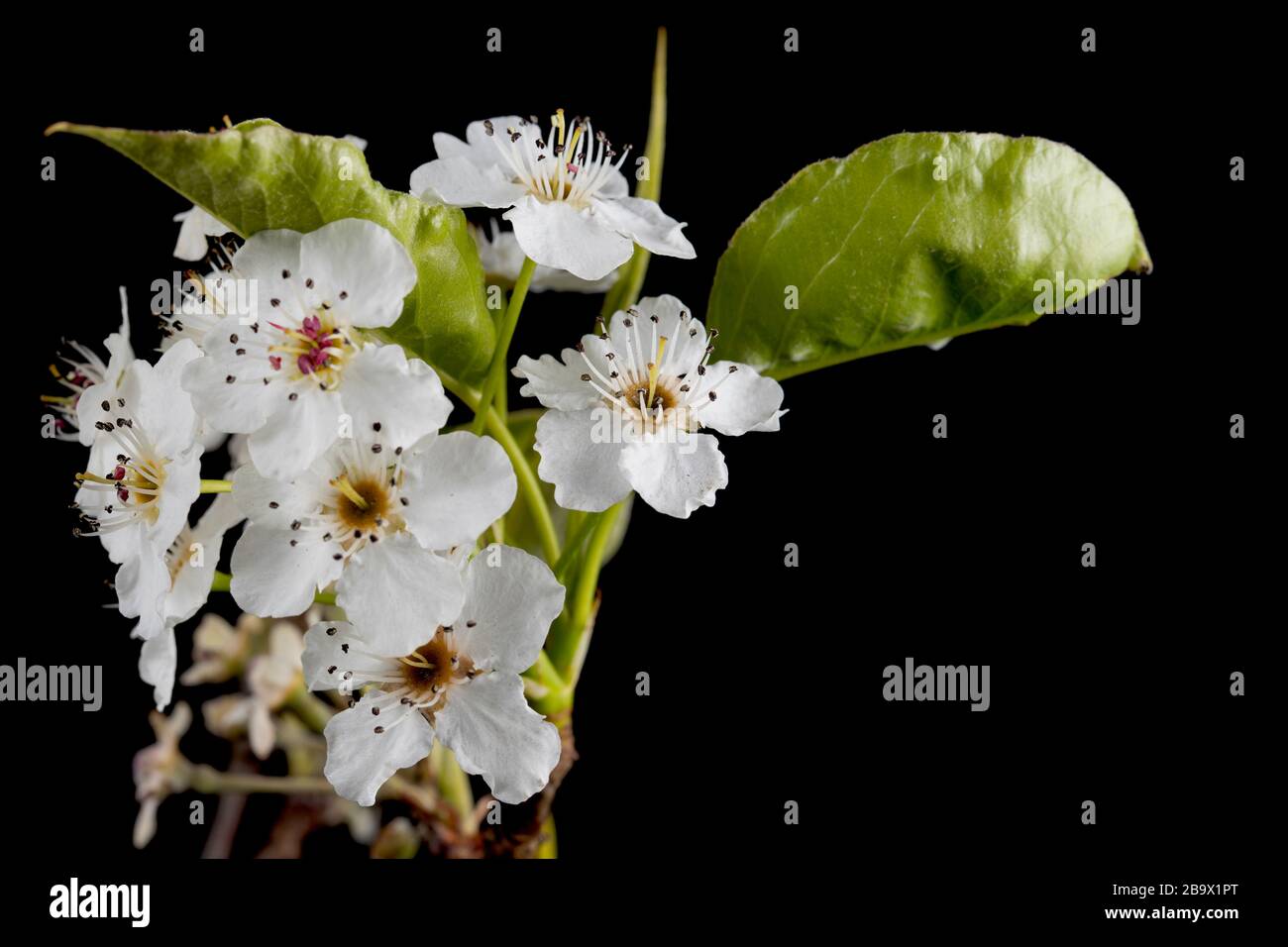White tree flowers isolated on black background Stock Photo Alamy