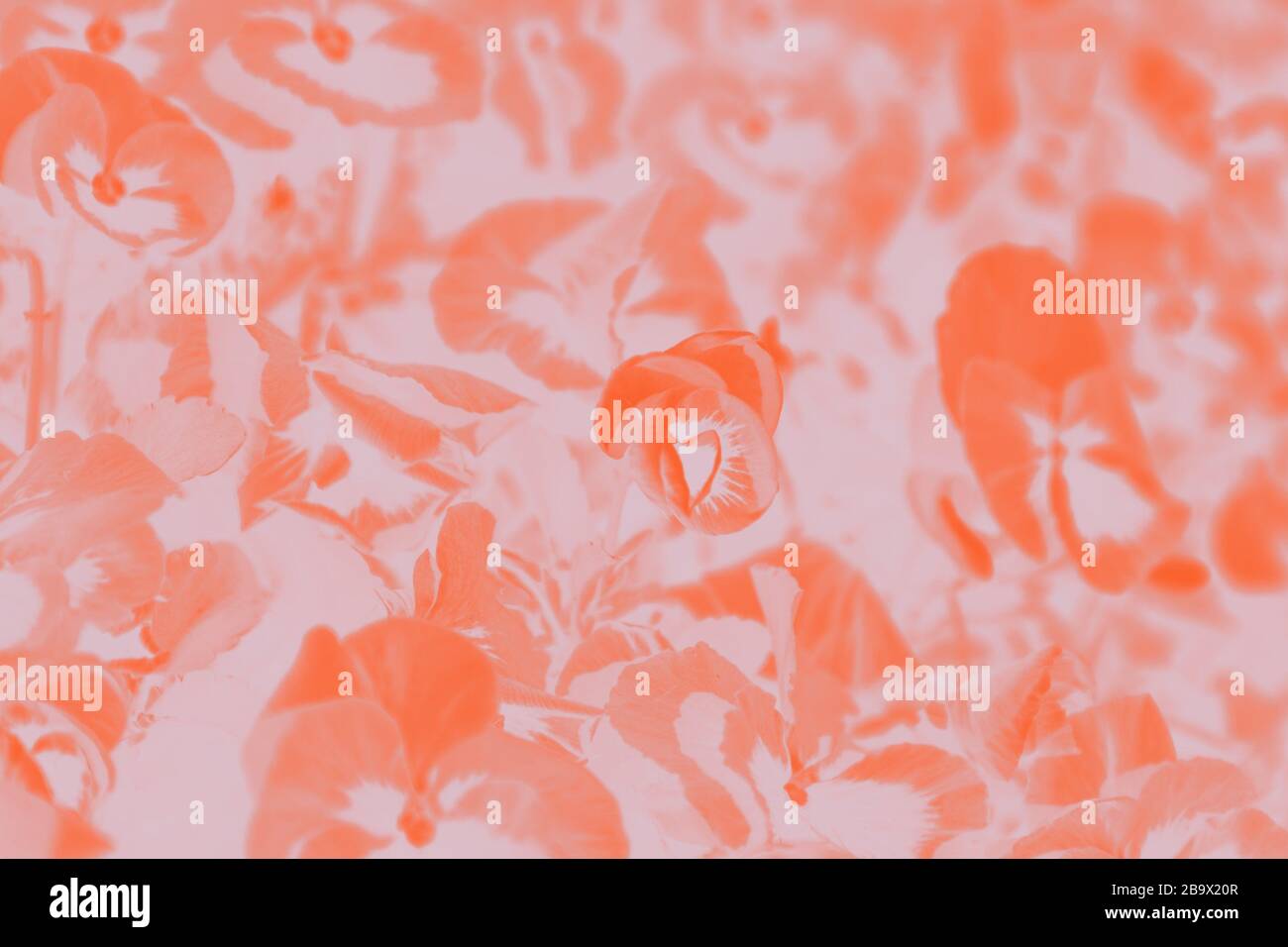 Pansies flowers background. Orange color background with flower pattern