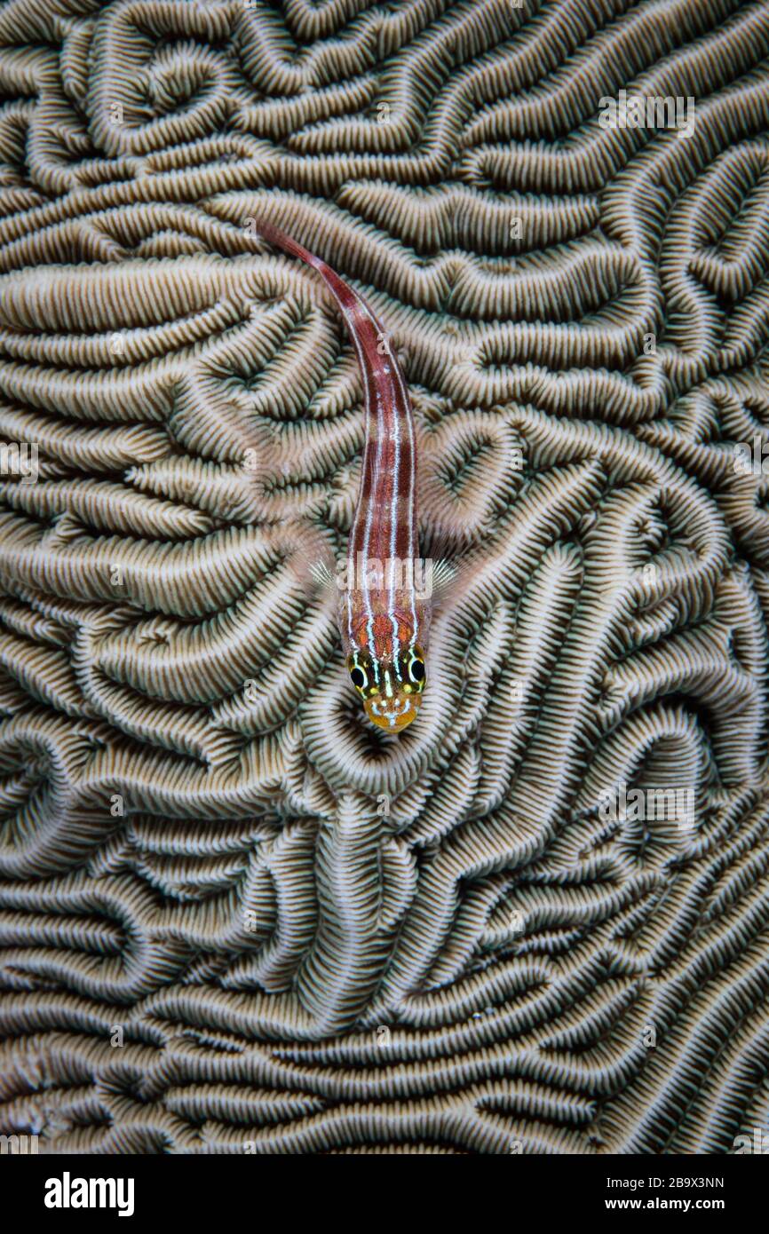 A small and colorful Tropical Striped triplefin, Helcogramma striatum, lies on a reef-building coral in Lembeh Strait, Indonesia. Stock Photo