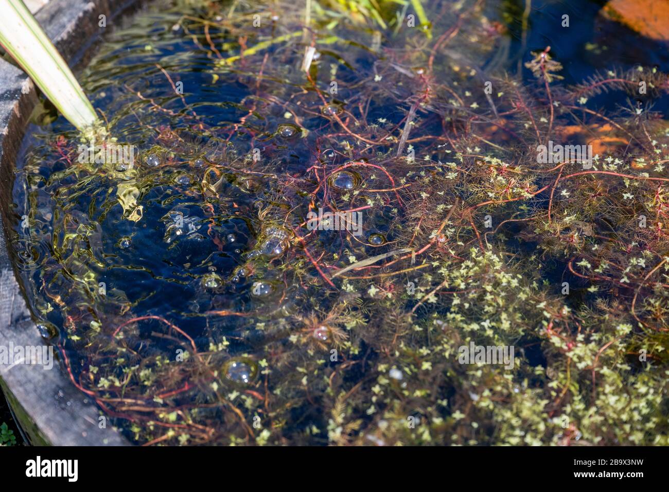 Looking down into the clear water in a half barrel pond filled with a mass of pond weed with bubbles coming up through the weed. Stock Photo