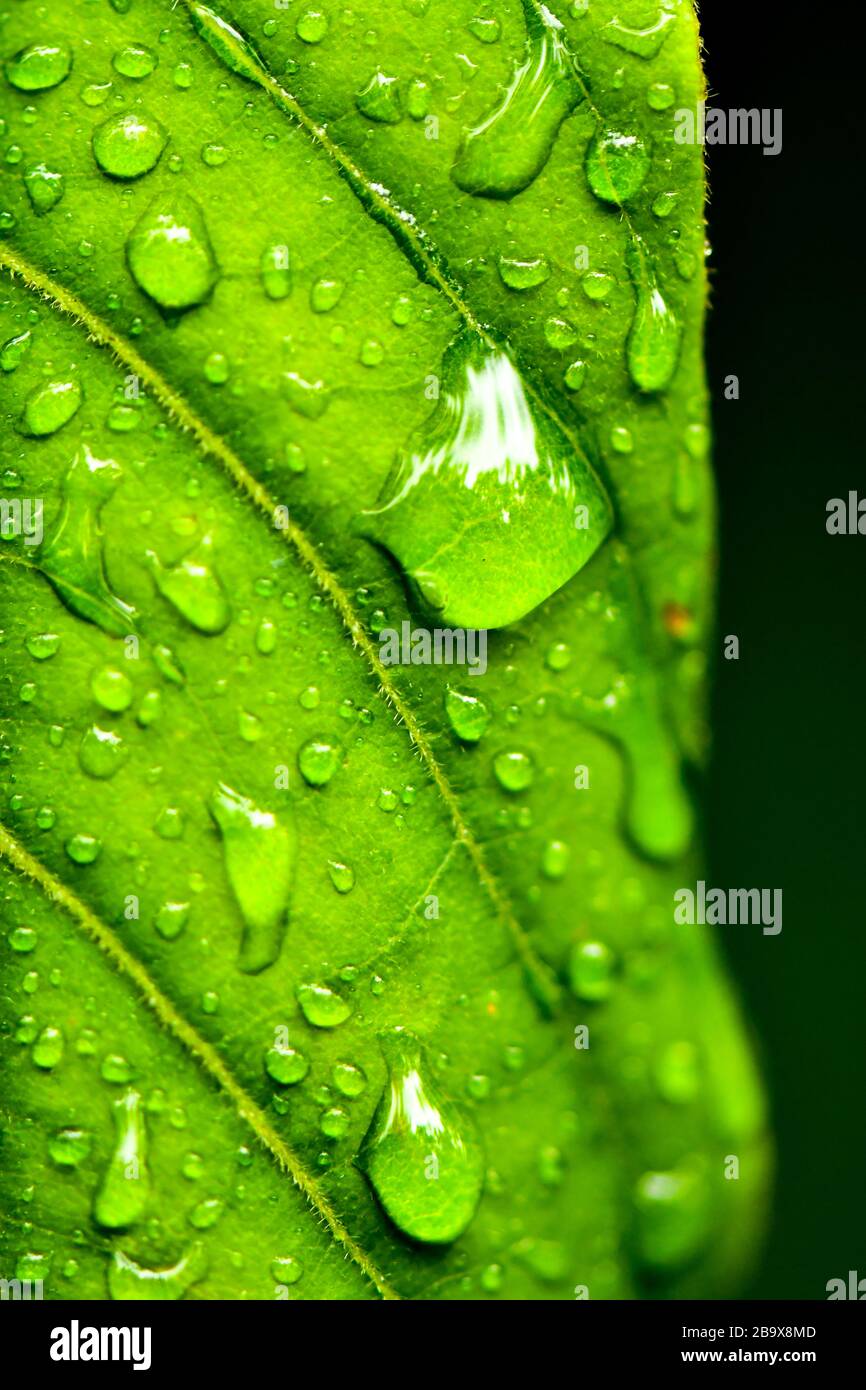 green nature water drops background wallpaper Stock Photo - Alamy