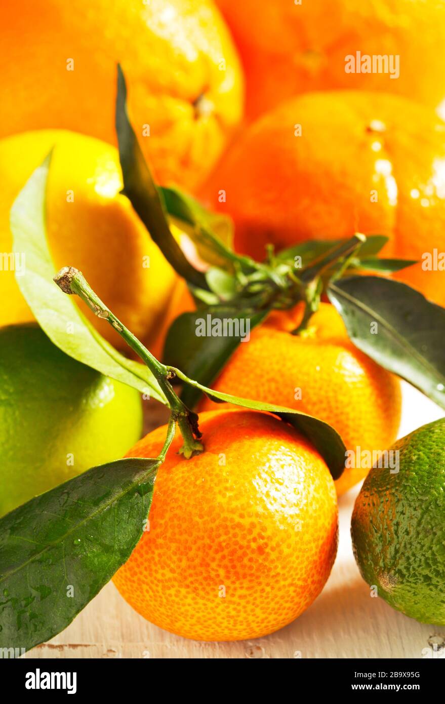 Different citrus fruits leaves hi-res stock photography and images - Alamy