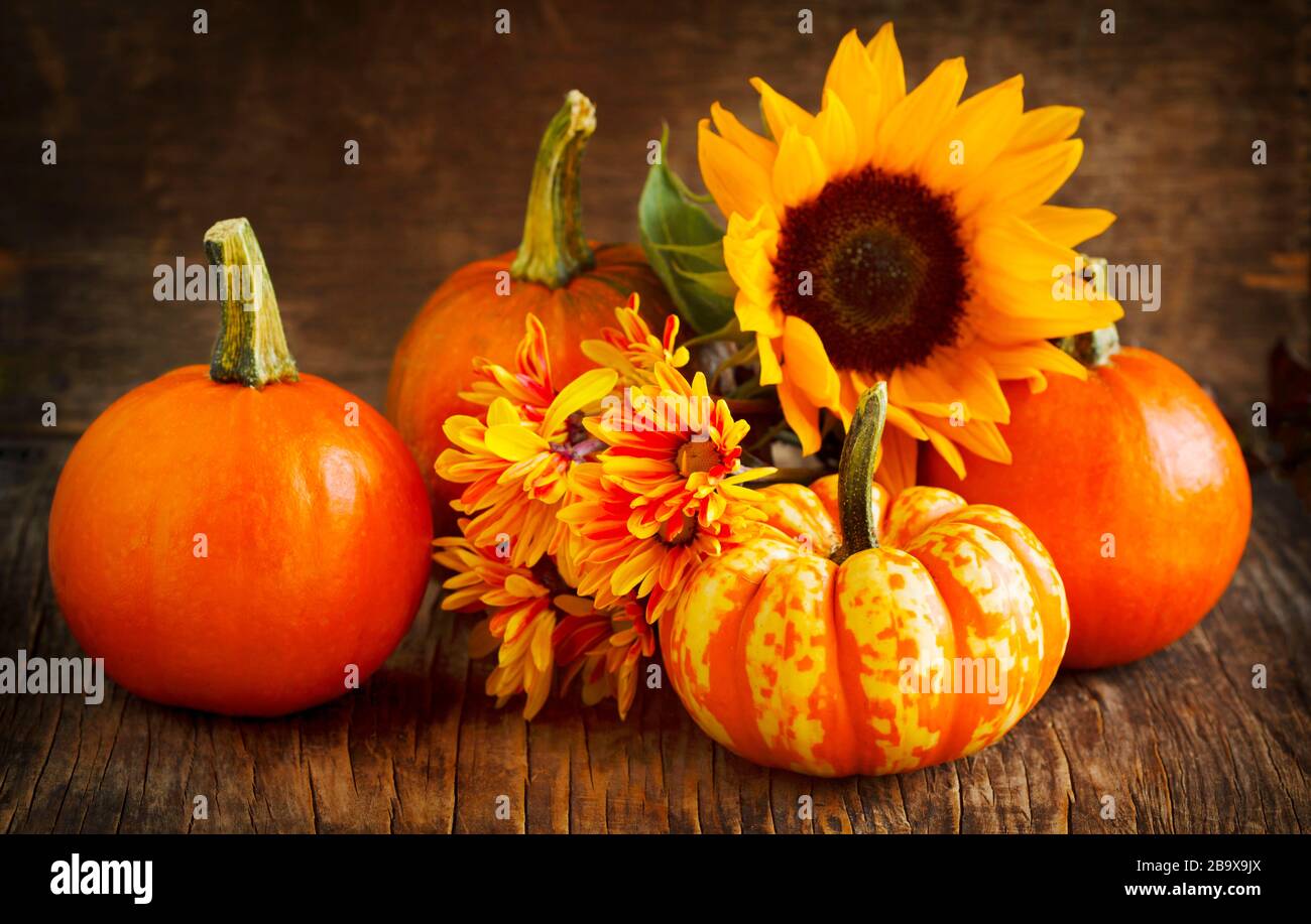 Sunflower squash hi-res stock photography and images - Alamy
