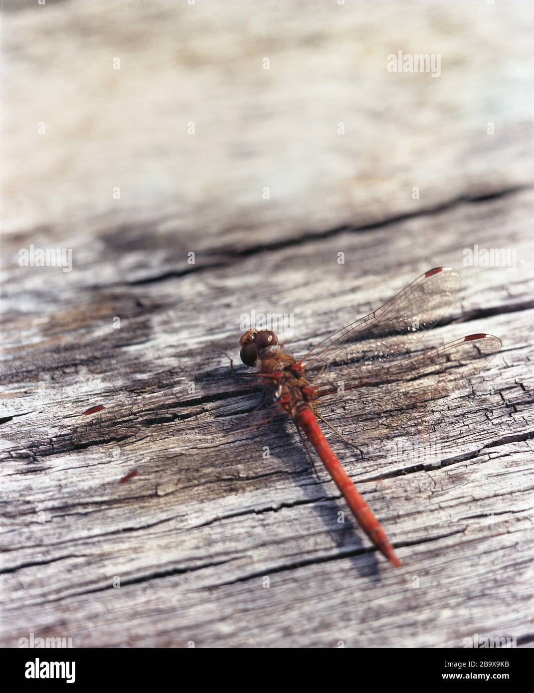 Common Darter (red-Orange Dragonfly) resting on a tree stump Stock Photo