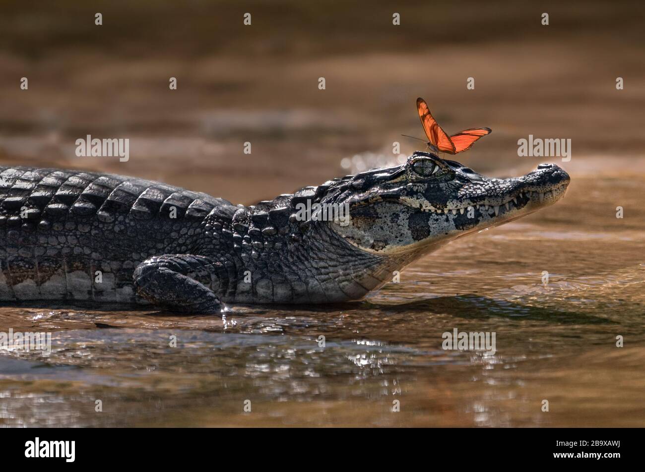 Butterfly crocodile hi-res stock photography and images - Alamy
