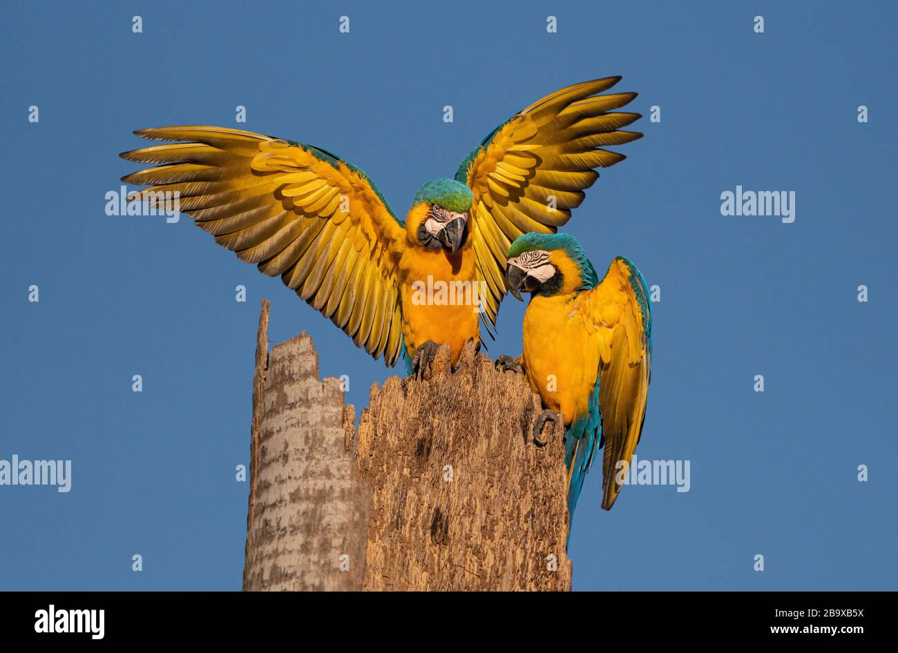 A beautiful pair of Blue-and-yellow Macaw (Ara Ararauna)  in the Pantanal Stock Photo