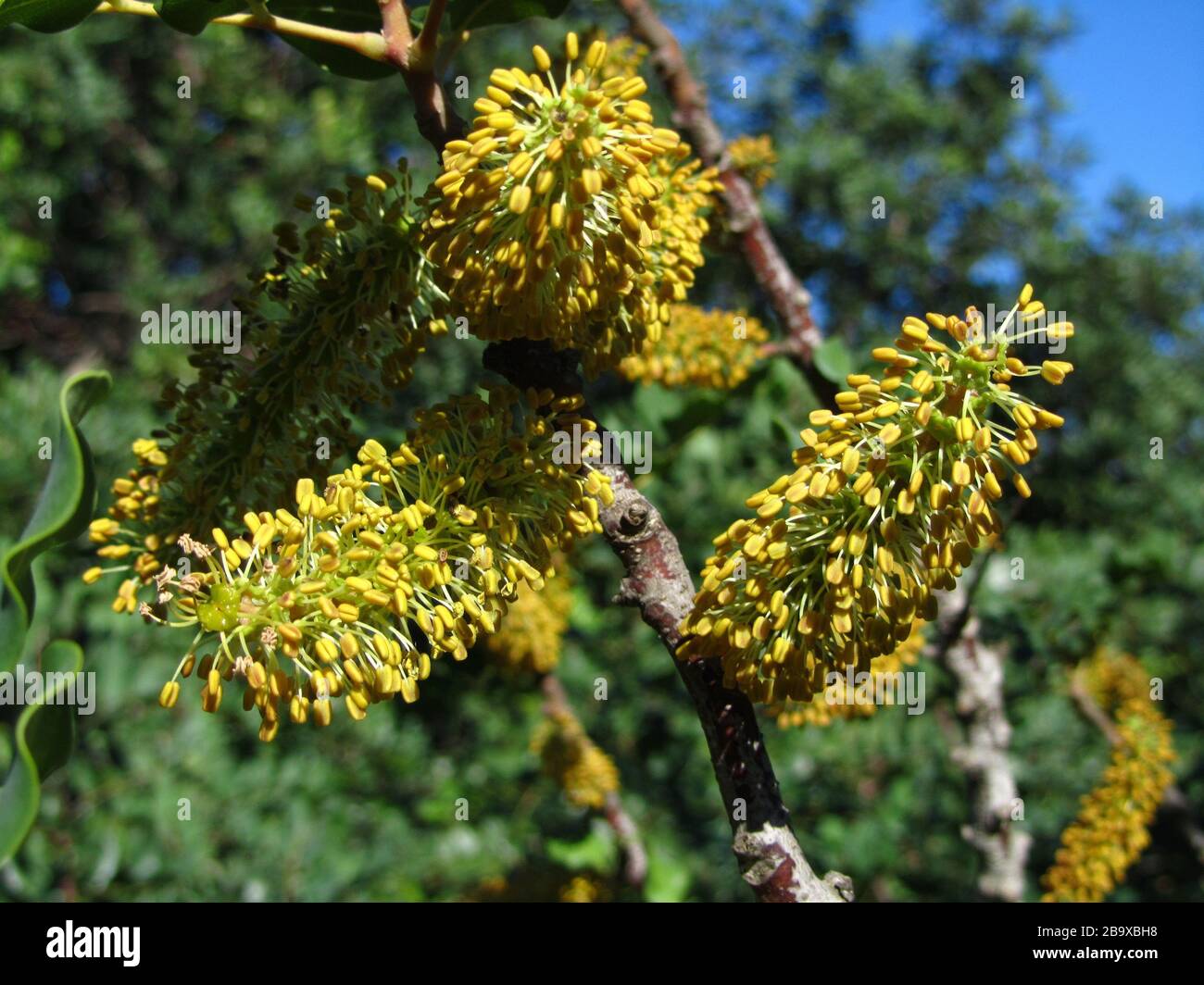 Carob tree in bloom in nature during daytime Stock Photo Alamy