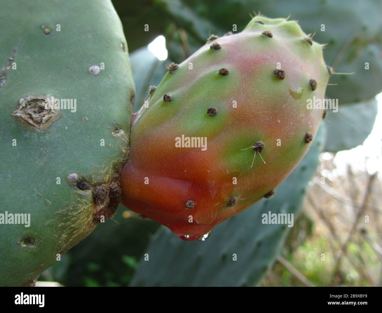 Cactus fruit malta hires stock photography and images Alamy