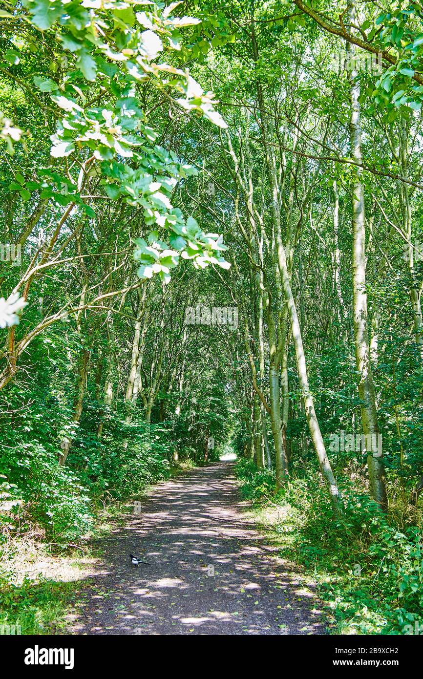 Woodland path in the English countryside on a bright sunny summers day ...