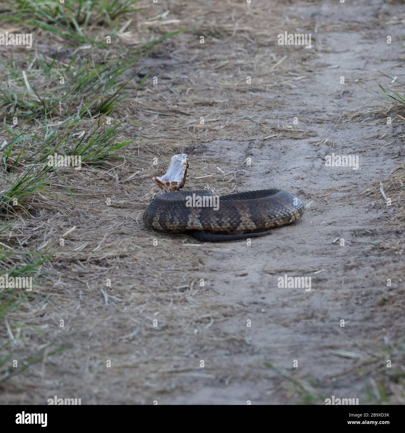 Cottonmouth with an open mouth on the ground under the sunlight in