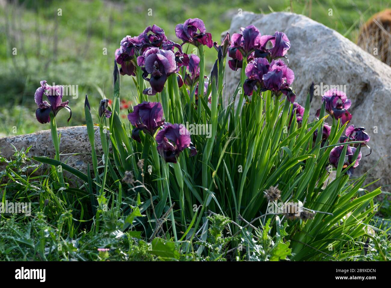 Iris atrofusca (Judean iris or Gilead iris) is a species in the genus Iris, where it is placed in the subgenus Iris and the section Oncocyclus. It is Stock Photo