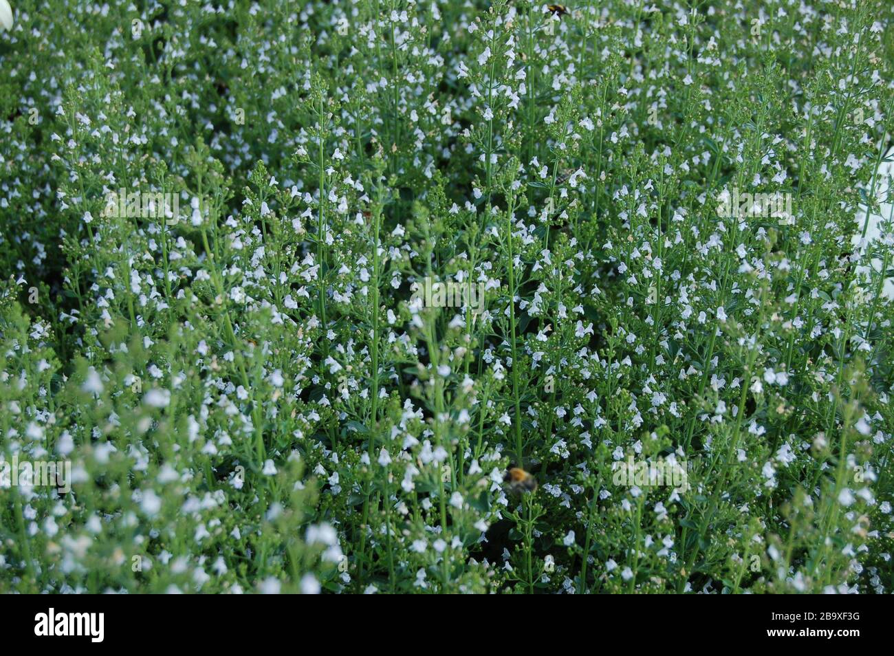 Calamintha nepeta ssp hi-res stock photography and images - Alamy