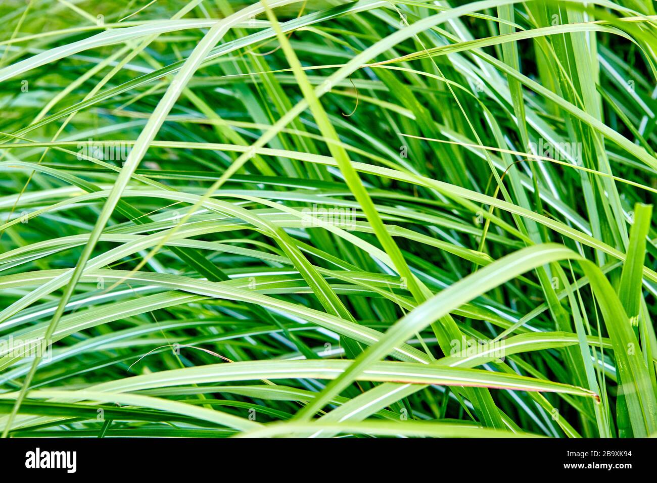 Vibrant green reeds and grasses on a summers day in the English ...