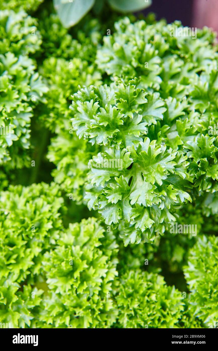 bright green parsley growing in a herb garden in a traditional English