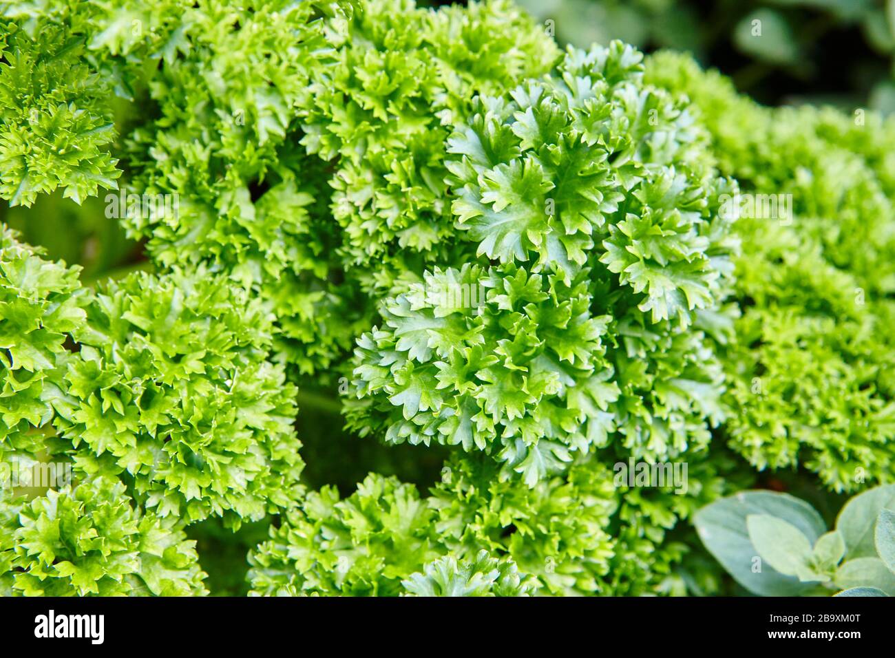 bright green parsley growing in a herb garden in a traditional English