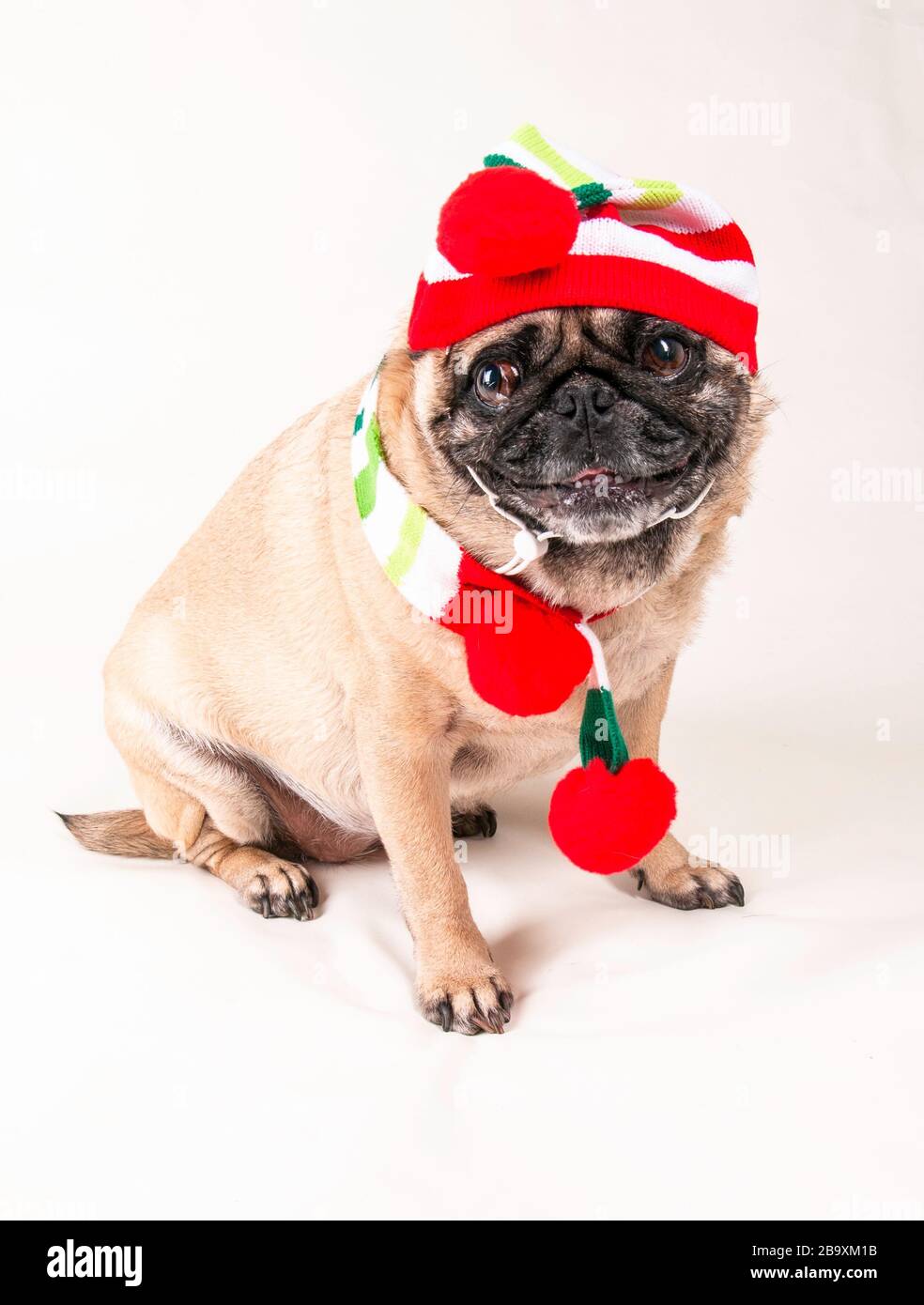 pug dressed up