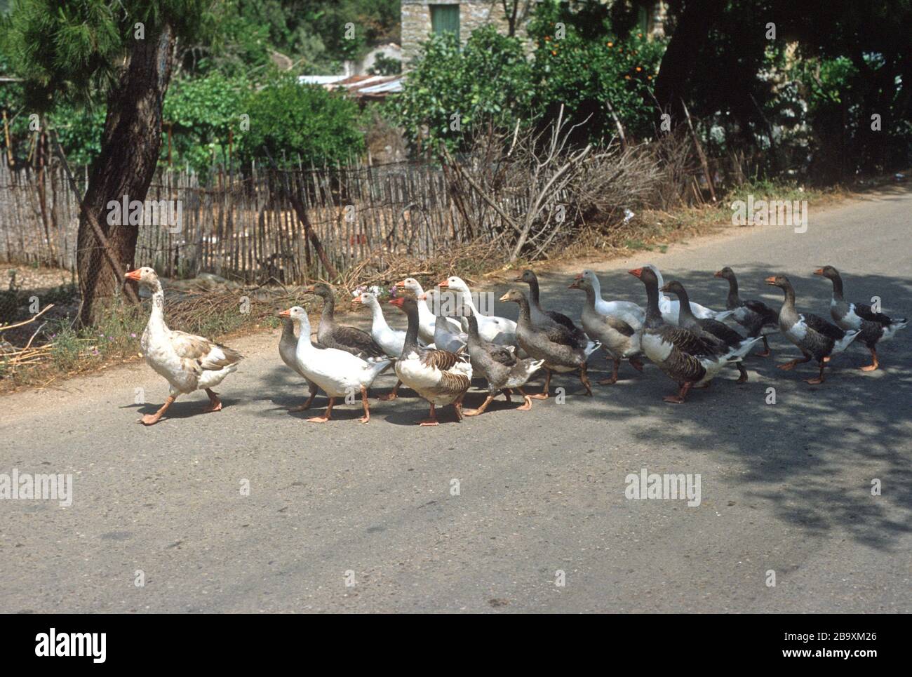 Mother goose leads her flock of geese across a road in Paxos, Greece Stock Photo