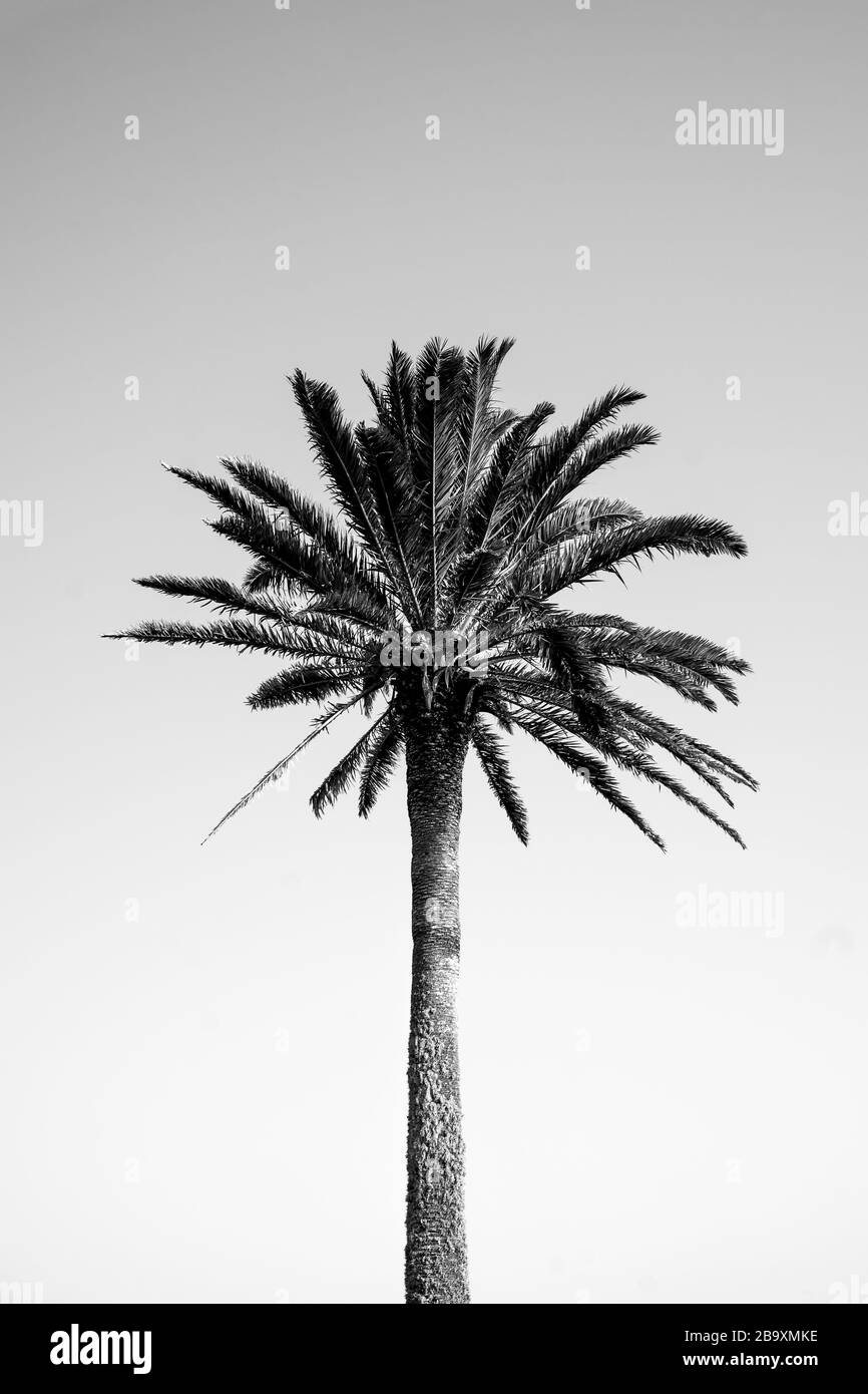 Vertical greyscale shot of a palm tree under the clear sky Stock Photo