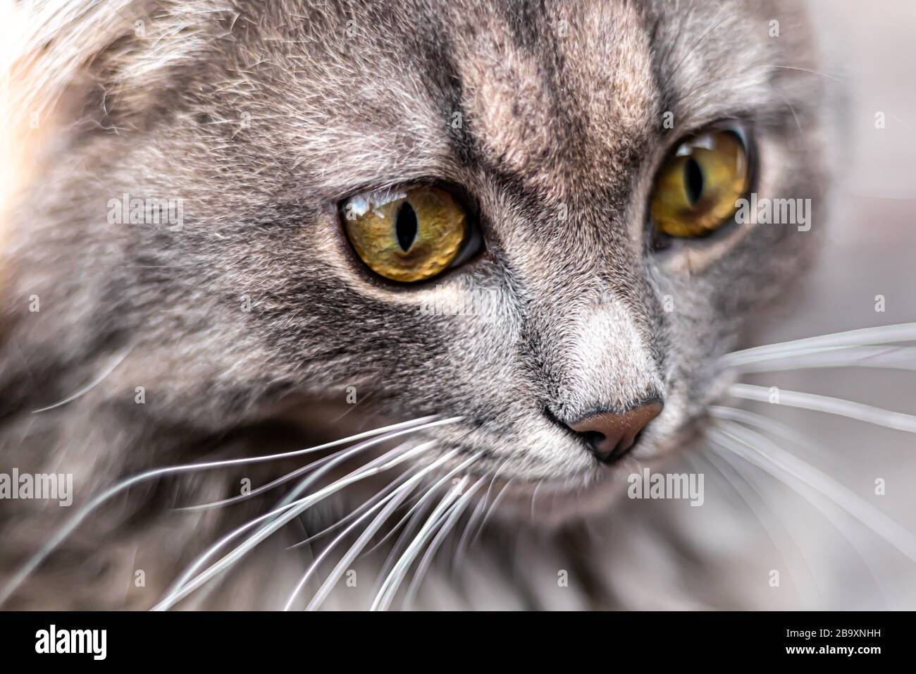 Gray fluffy domestic cat with huge yellow-green eyes. The concept of pets. Banner for the site. Resting. Stock Photo