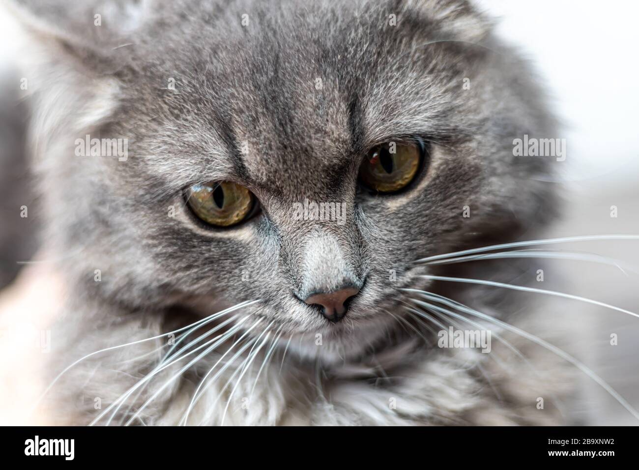 Gray fluffy domestic cat with huge yellow-green eyes. The concept of pets. Banner for the site. Resting. Stock Photo