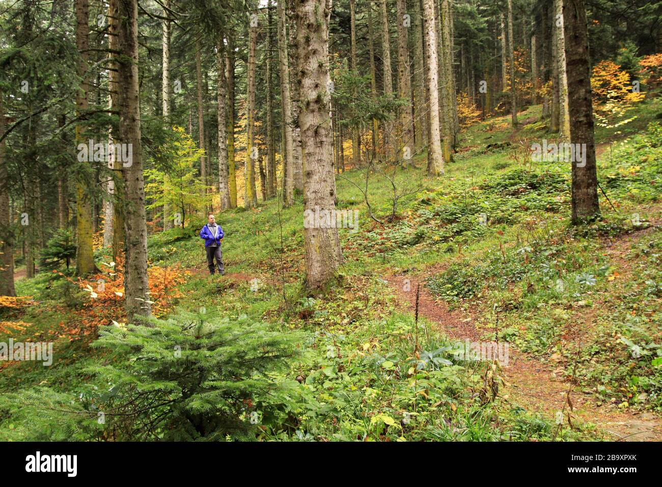 Man among trees hi-res stock photography and images - Alamy