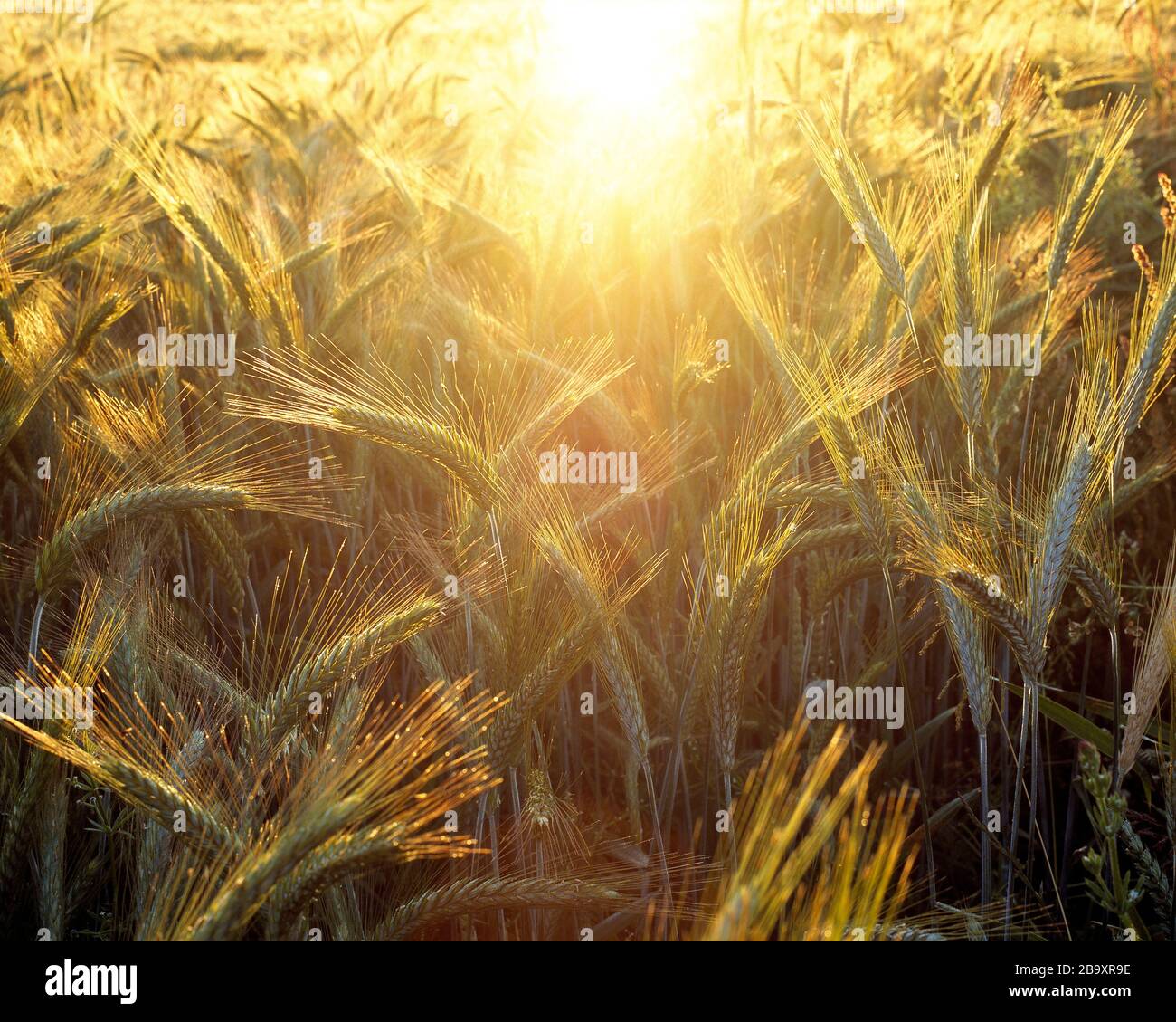 Guernsey. Agriculture. Crop. Close up of Barley with sun reflection. Stock Photo