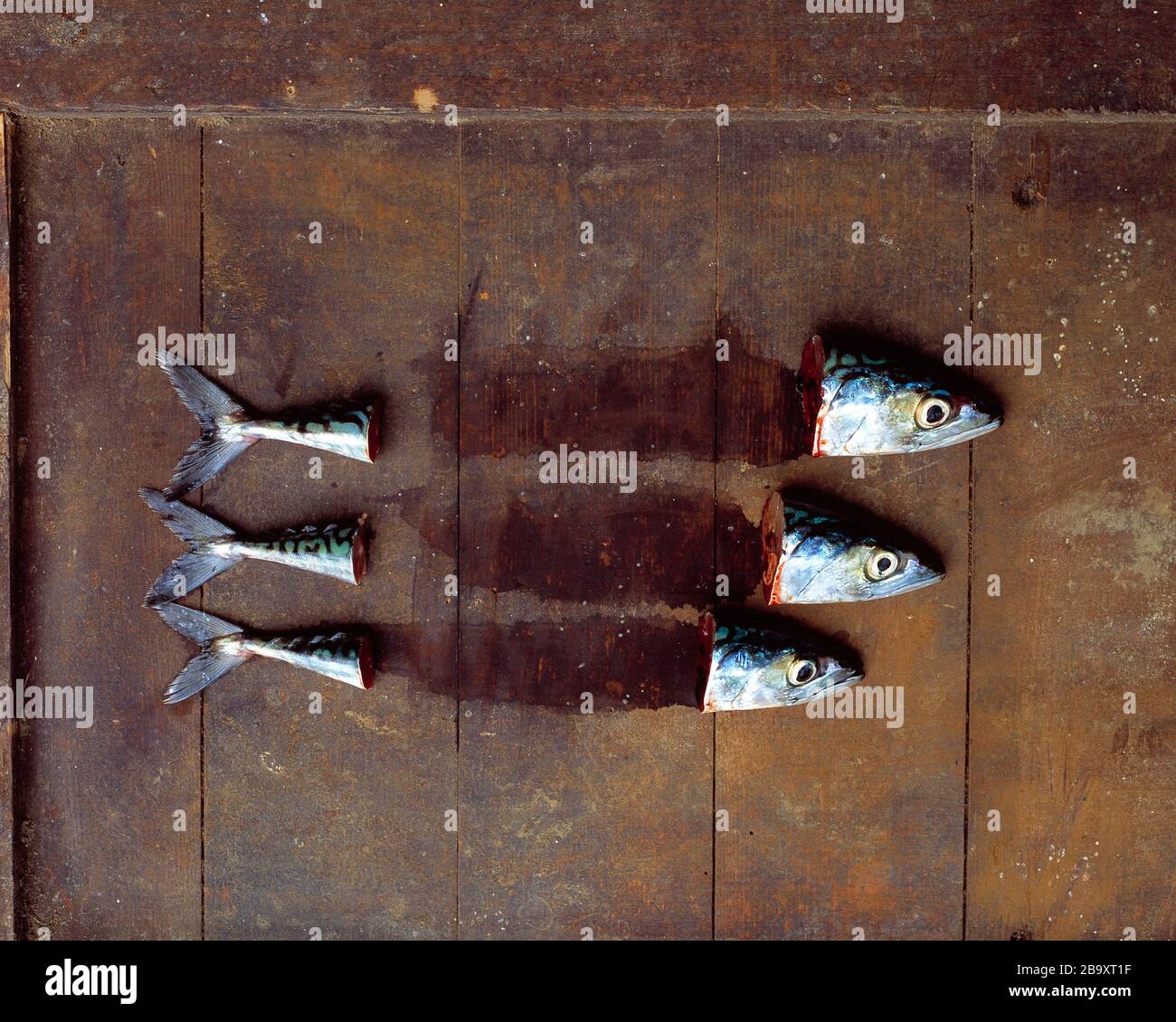 Heads and tails hires stock photography and images Alamy